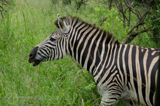 We stumbled upon three separate zebras while turning a corner on one of the reserve's many winding roads. Photo © 2013 Aaron Saunders