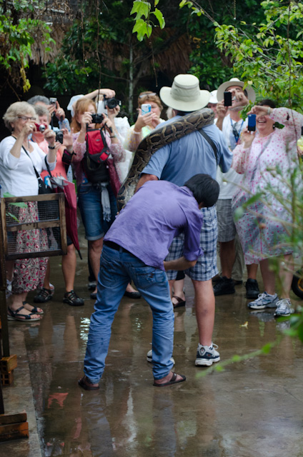 One of the guests aboard the AmaLotus gets adventurous with one of the rather large pythons at the factory. Don't worry - he's safe! Photo © 2013 Aaron Saunders