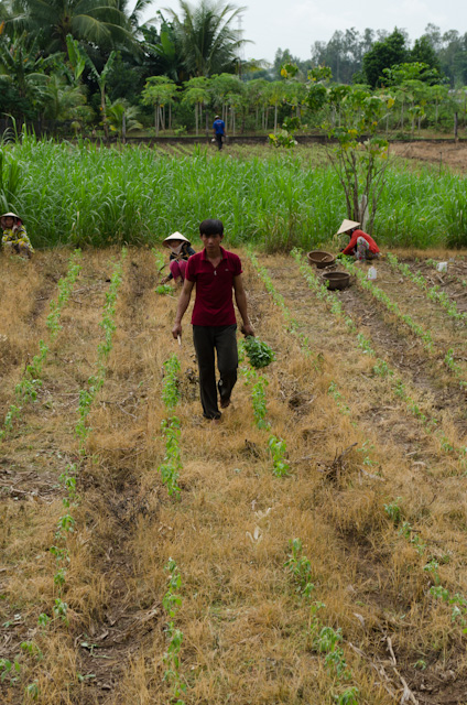Working the fields, much the same way as it has been done for centuries. Photo © 2013 Aaron Saunders