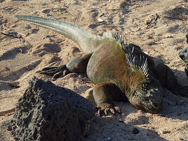 The ecosystem of the Galapagos is one of the most unique in the world. Photo courtesy of Wikipedia / Creative Commons
