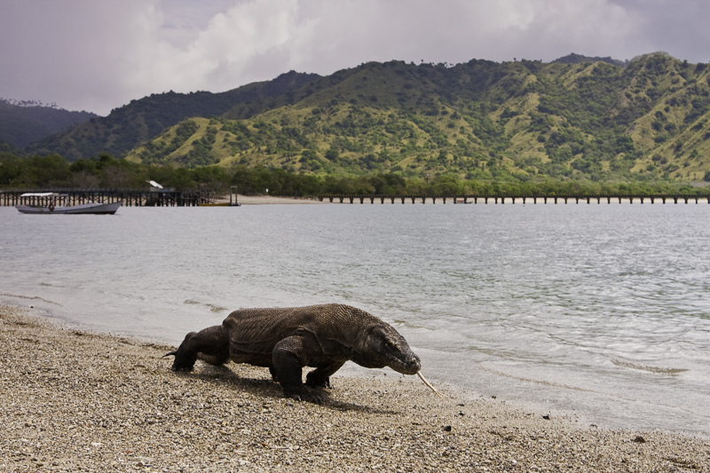 In Indonesia, we'll have the chance to explore the island of Komodo - and maybe get a glimpse of the famous Komodo Dragon. Photo courtesy of Wikipedia / Creative Commons