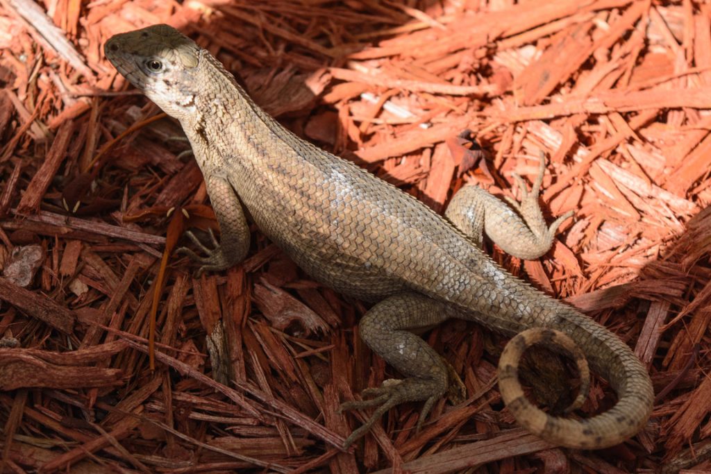At Port Lucaya, I also managed to snap a shot of this little lizard, who was zipping around in among the flowers. Photo © 2016 Aaron Saunders
